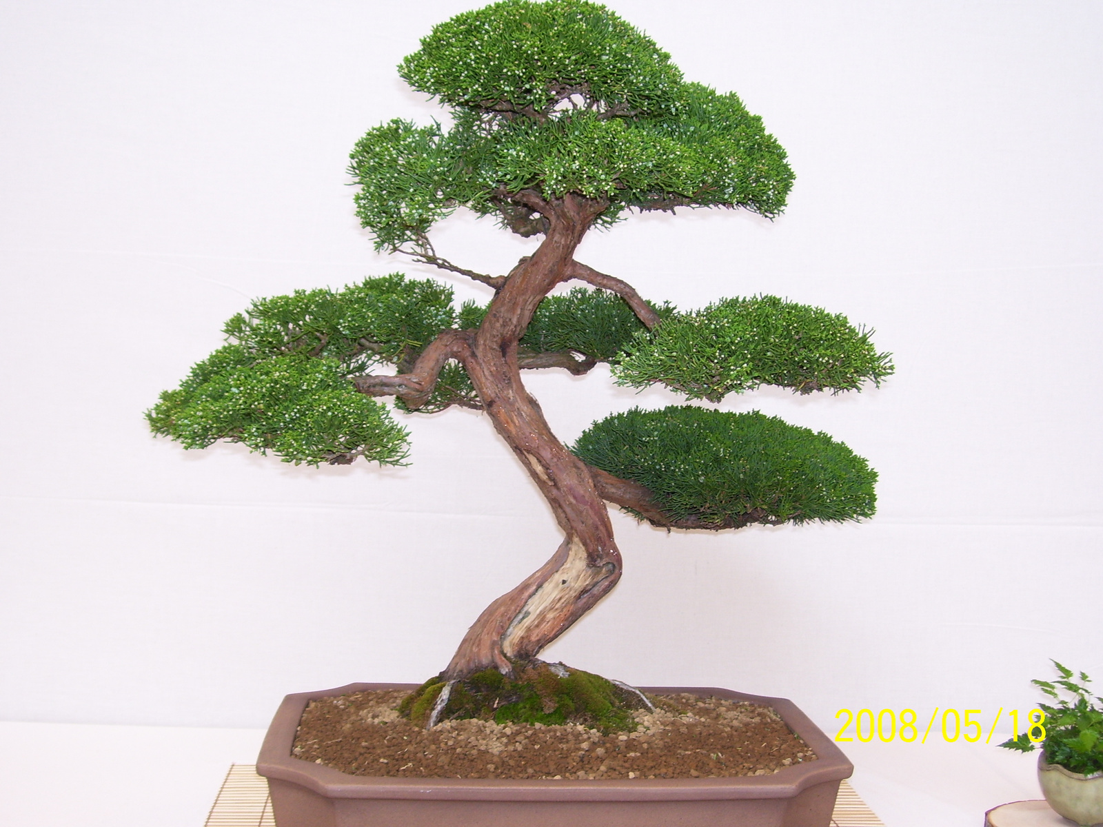 Pratteln Bonsai17