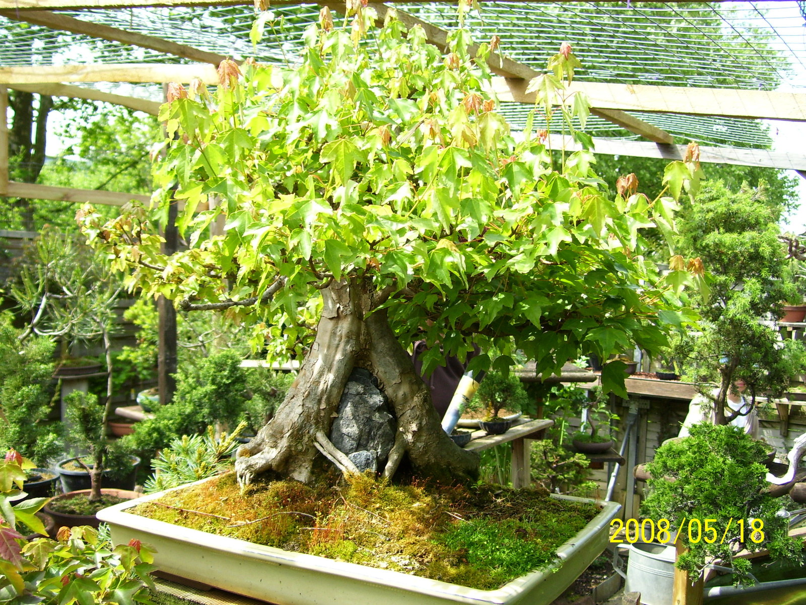 Pratteln Bonsai42