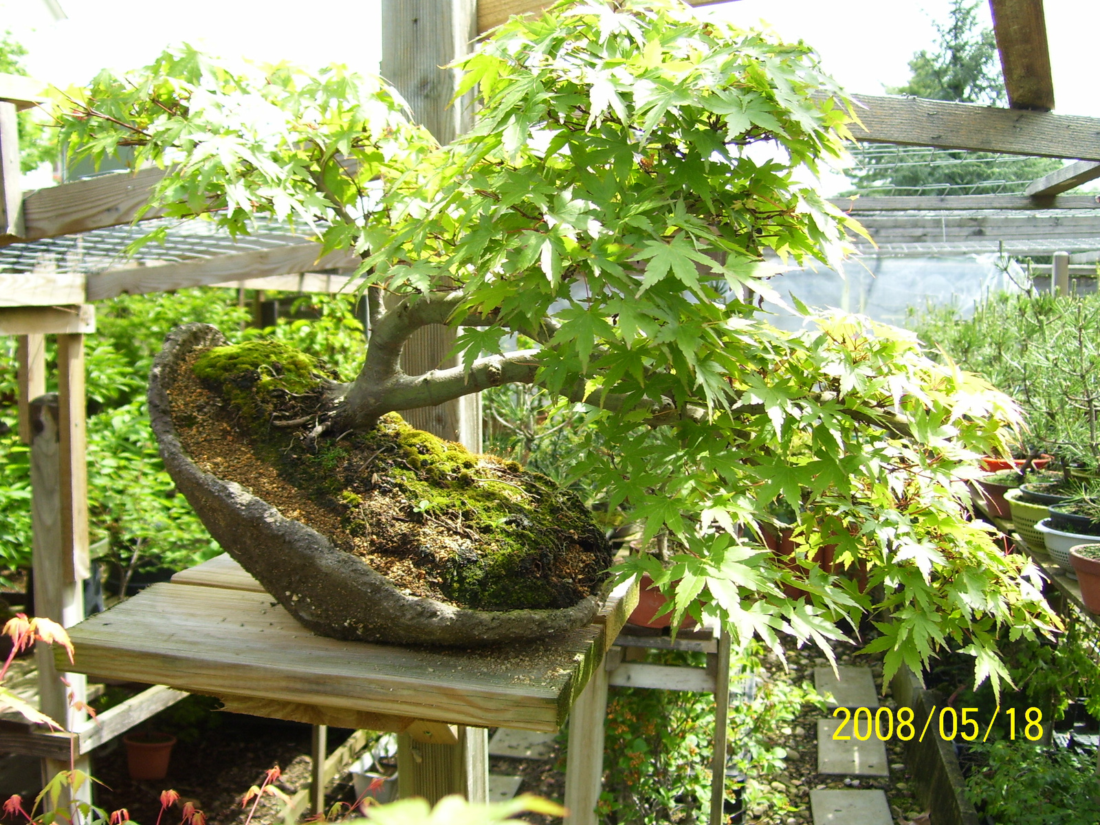 Pratteln Bonsai43