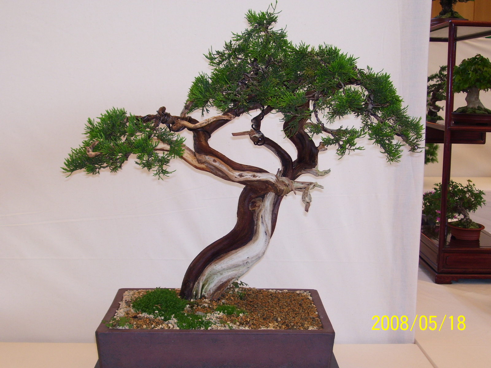 Pratteln Bonsai64