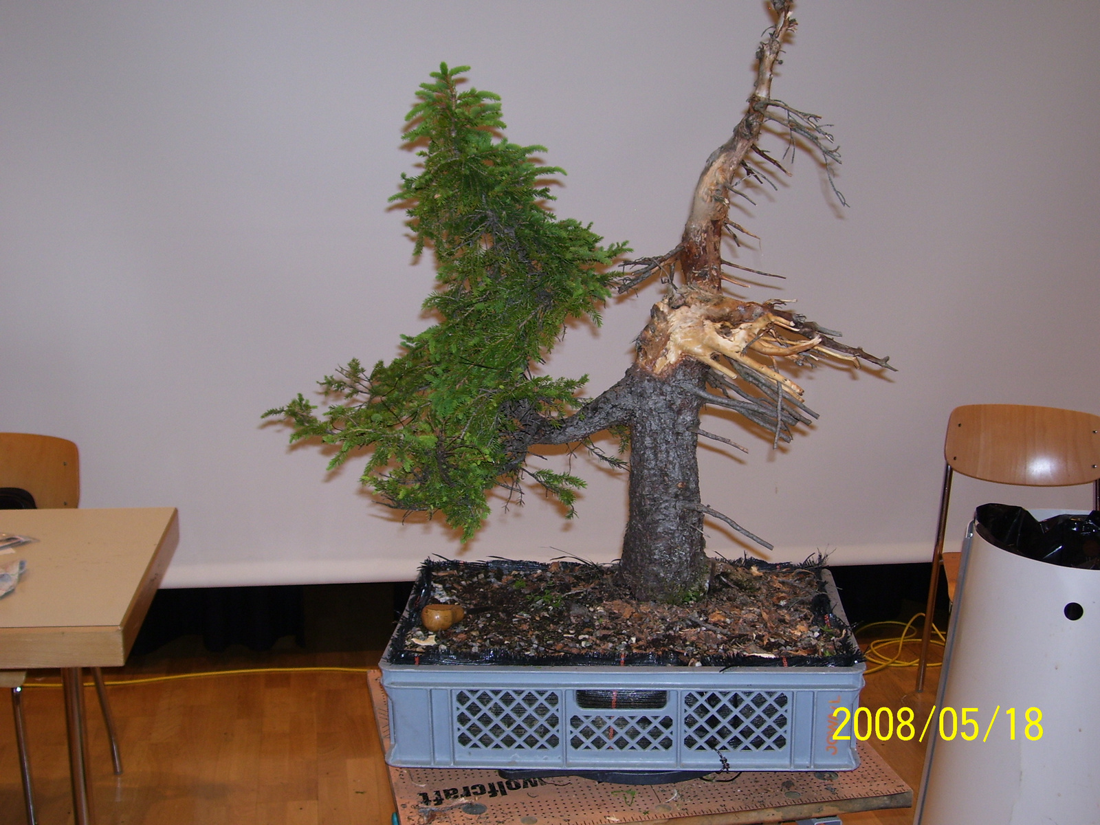 Pratteln Bonsai69