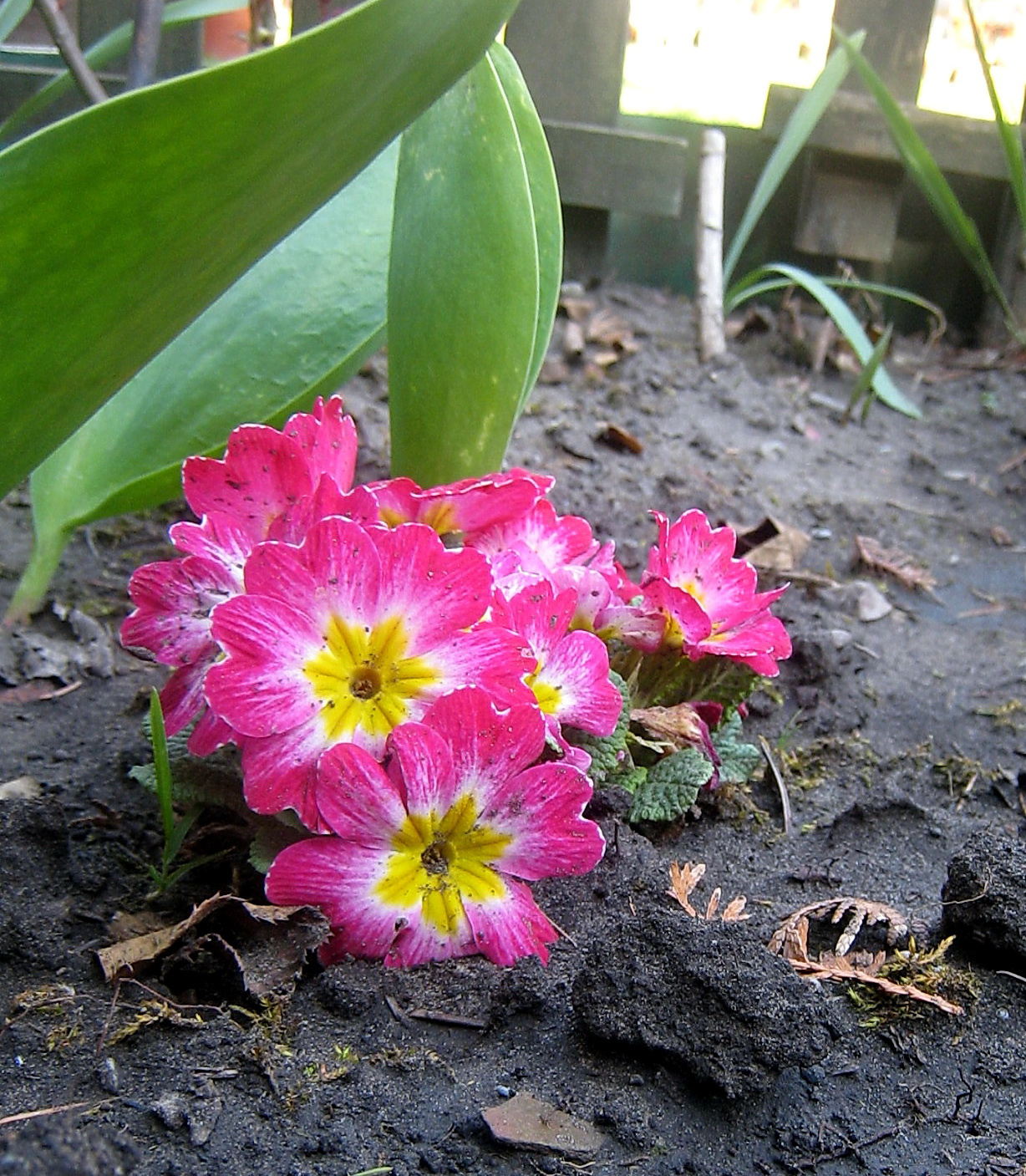 primula