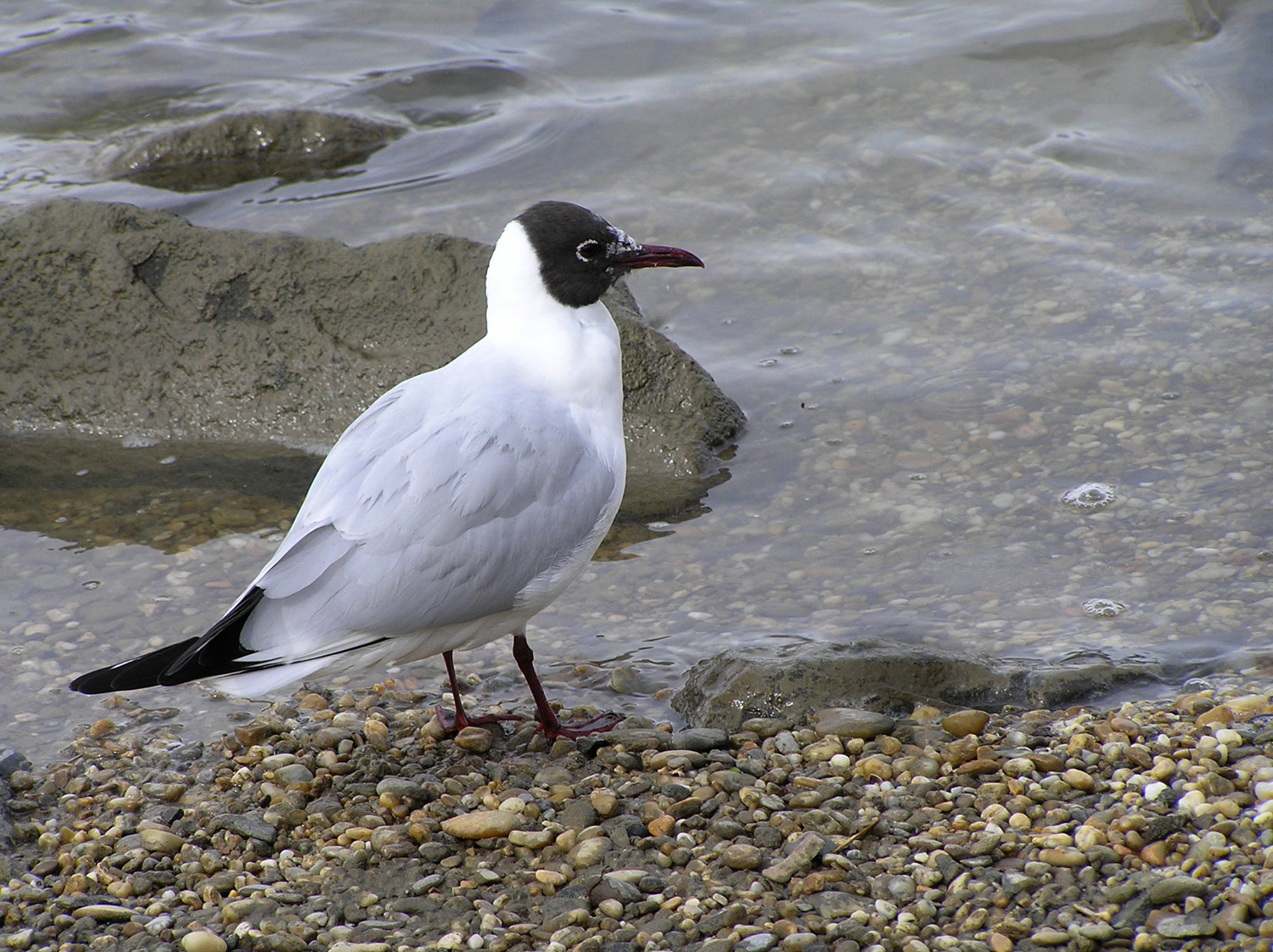 dankasirály - Larus ridibundus