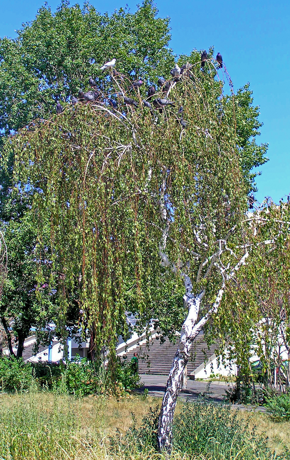 turbékoló galambok a fán