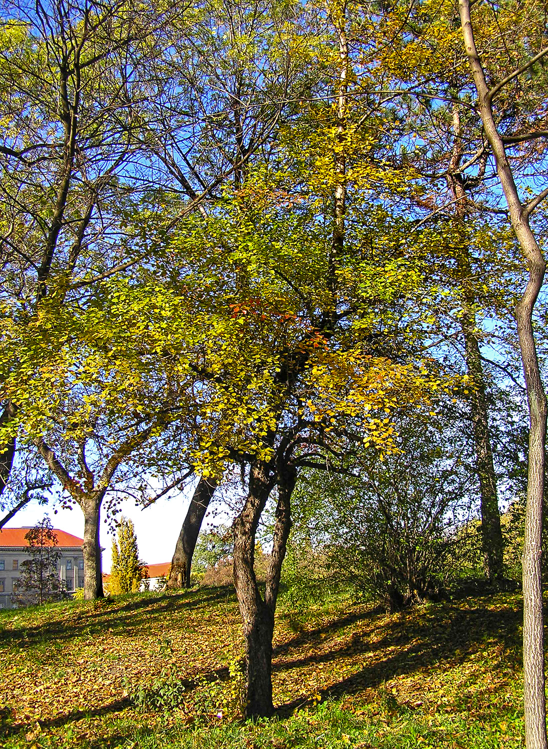 őszi park