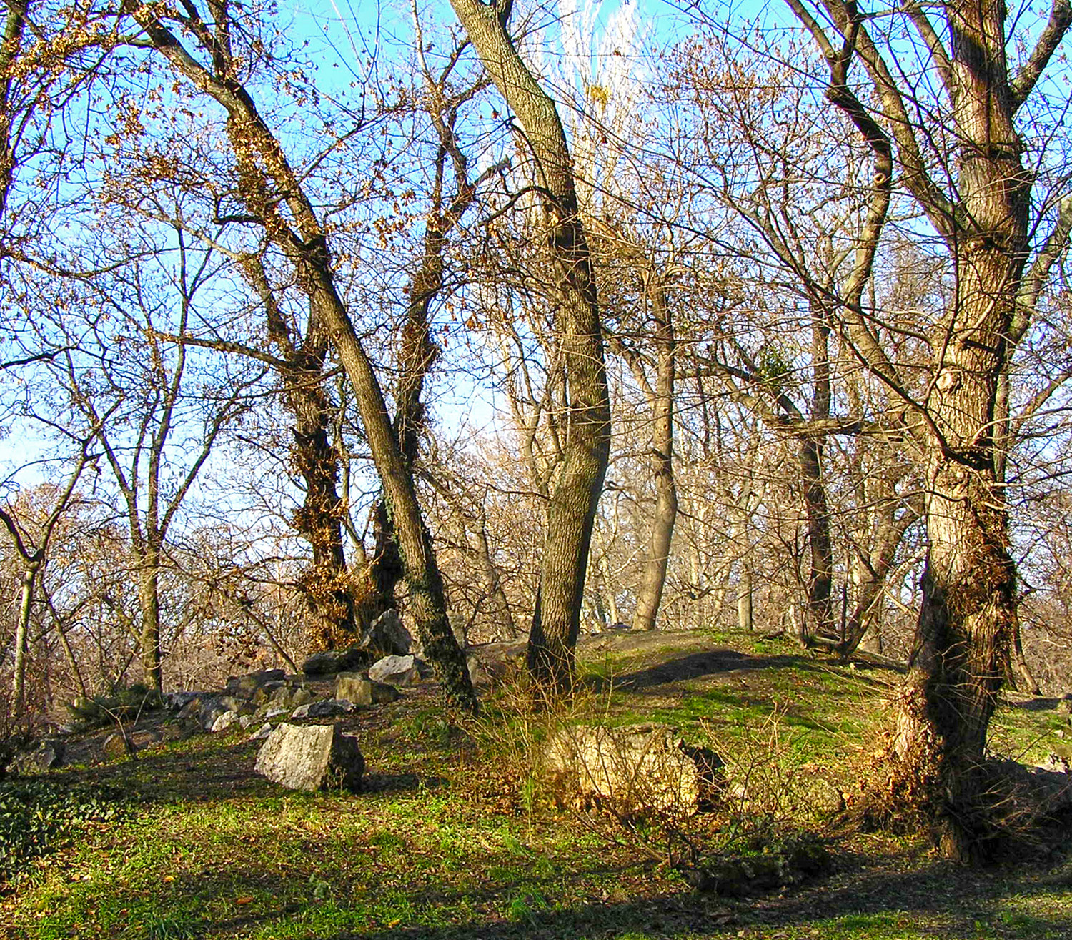 egy kicsike domb, girbe-gurba fákkal