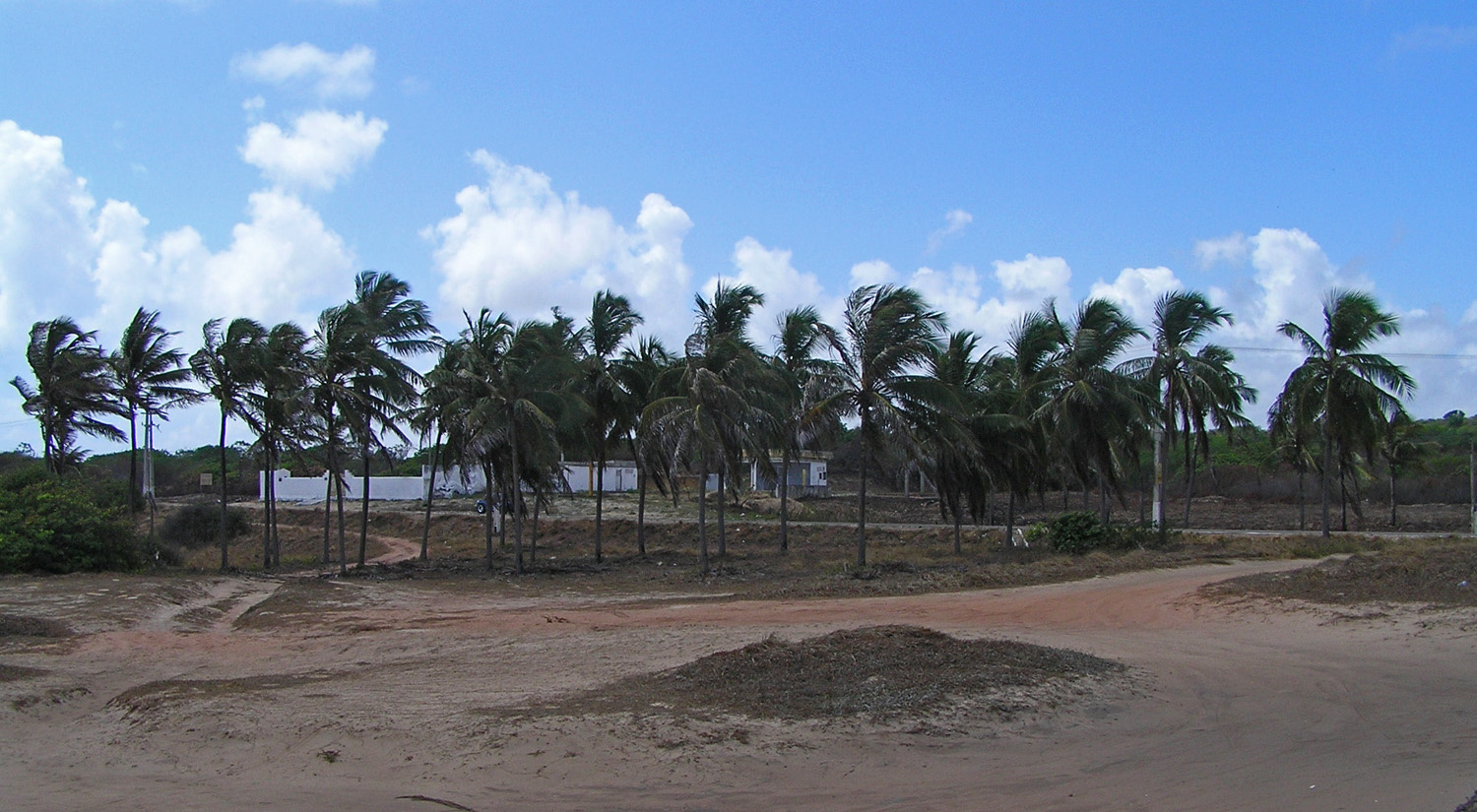 brazil pálmafák