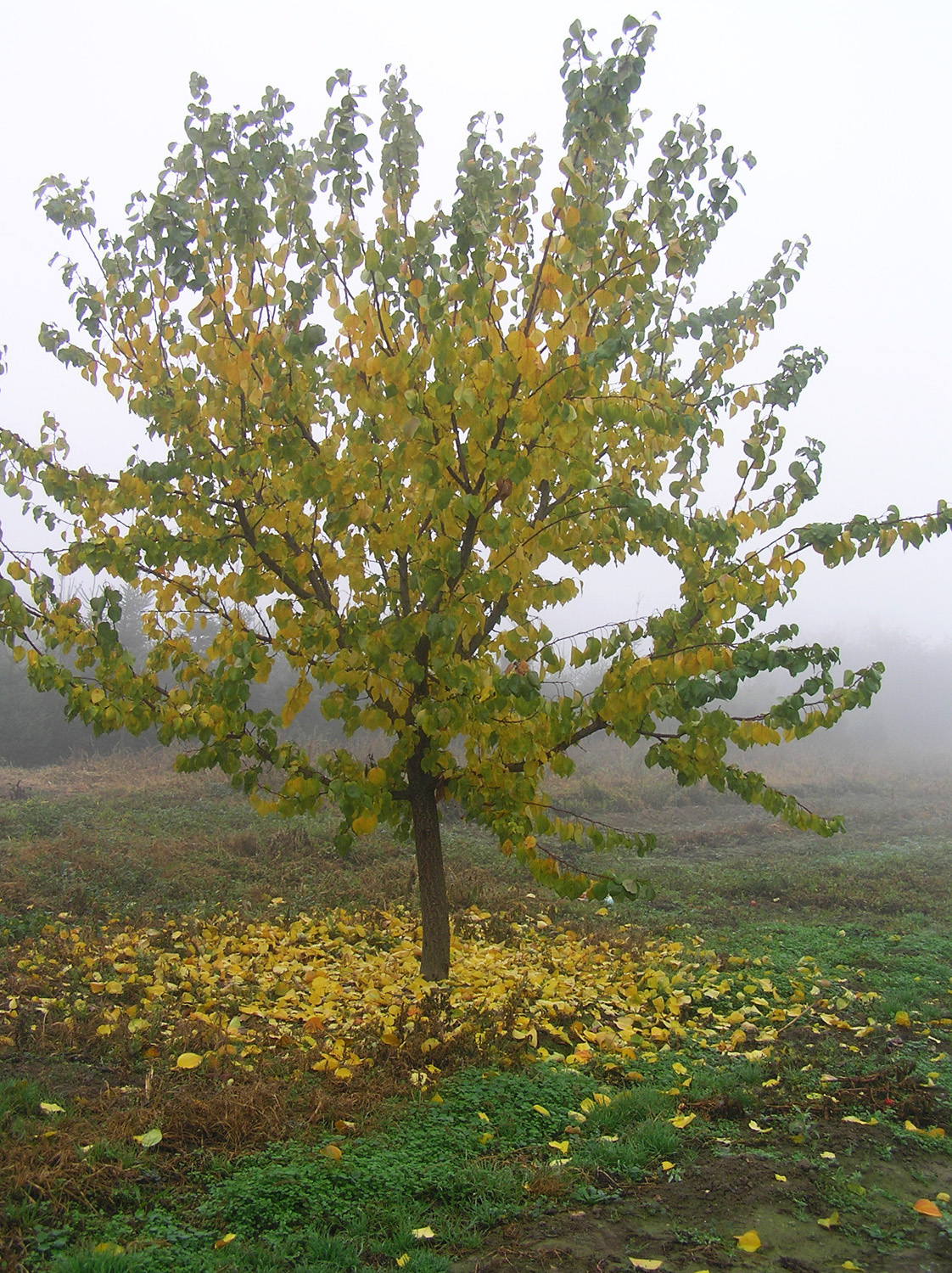 őszi sárgabarackfa