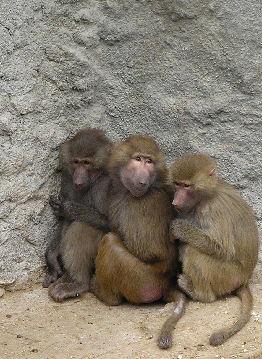 a három majom