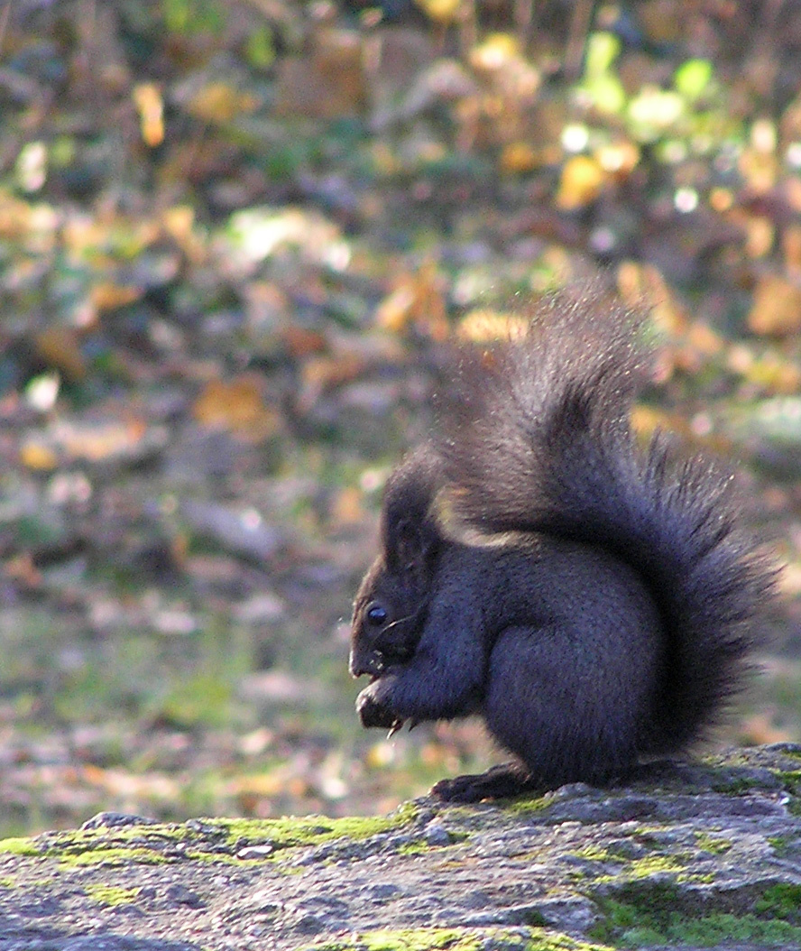 sötét szőrű mókuska