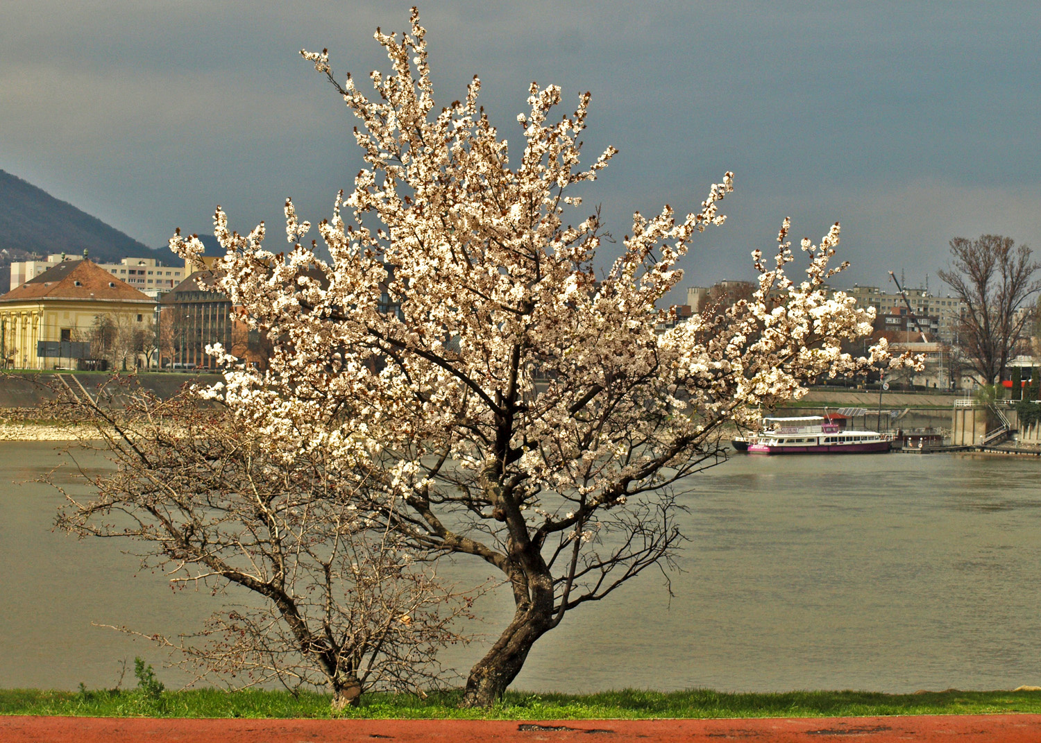 virágzó bokor a Duna parton