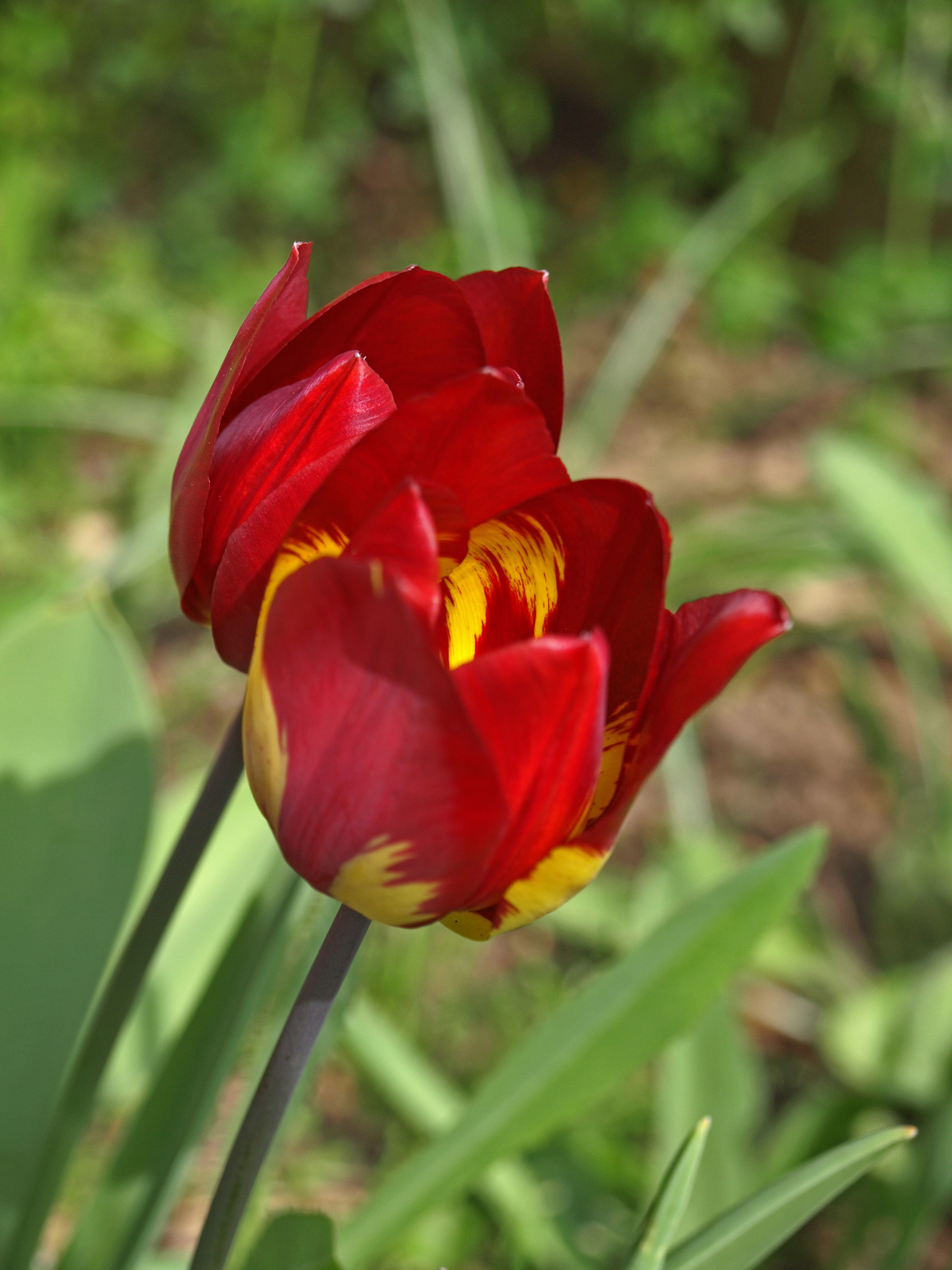 tulipár