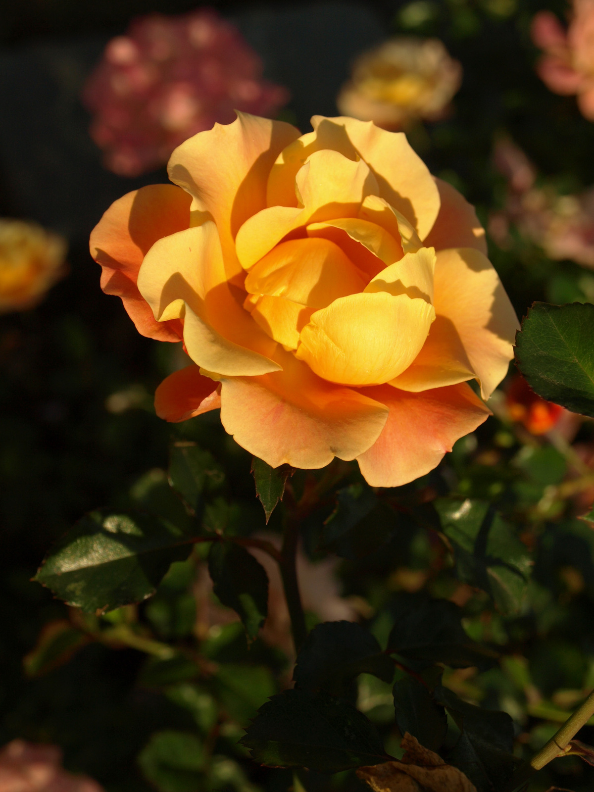 szigeti sárga (őszi)rózsa