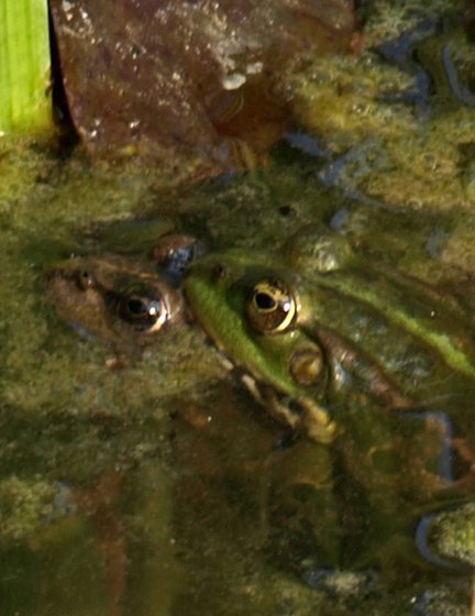 pislog a hínár