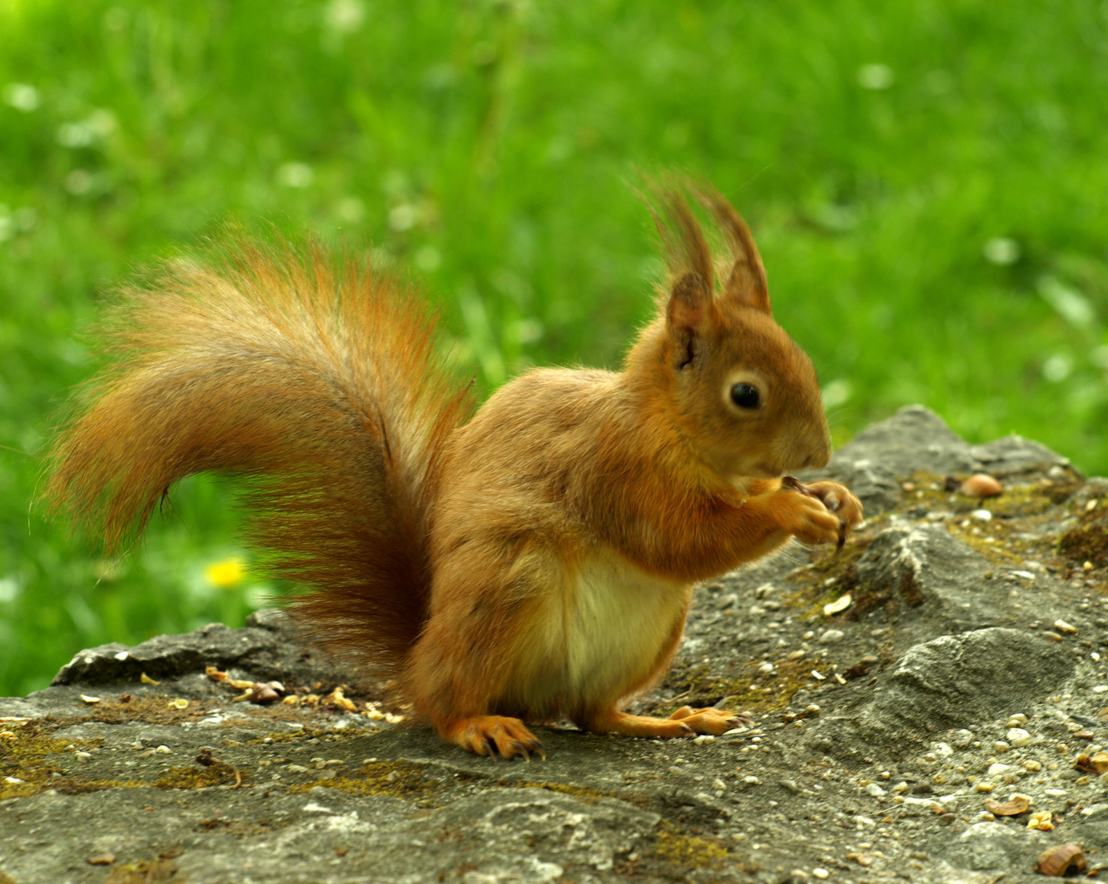 másik mókus!:):)