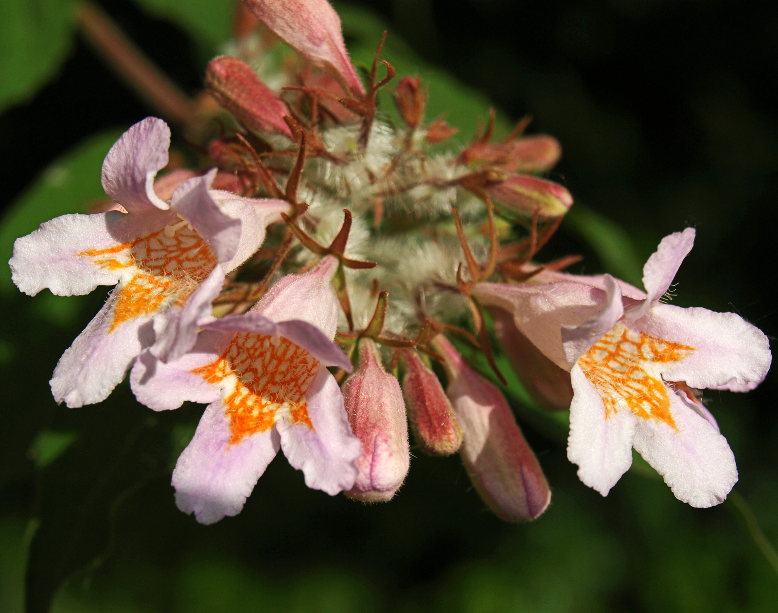 kolkwitzia amabilis- kínai viráglonc