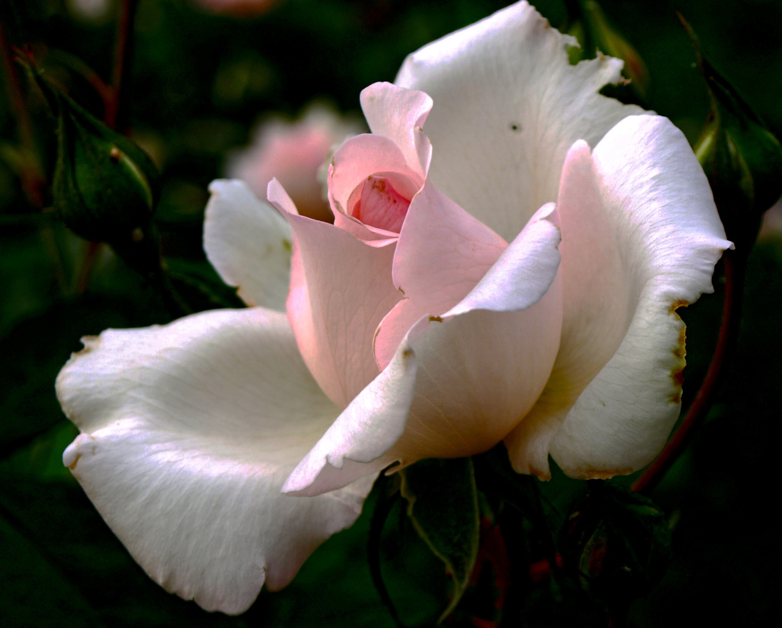 Margitsziget rózsája