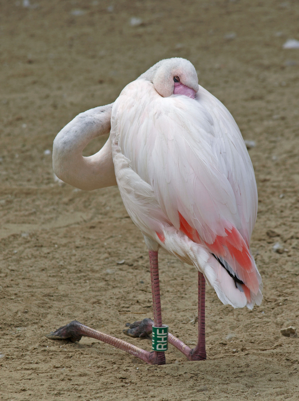 ülve pihenő flamingó