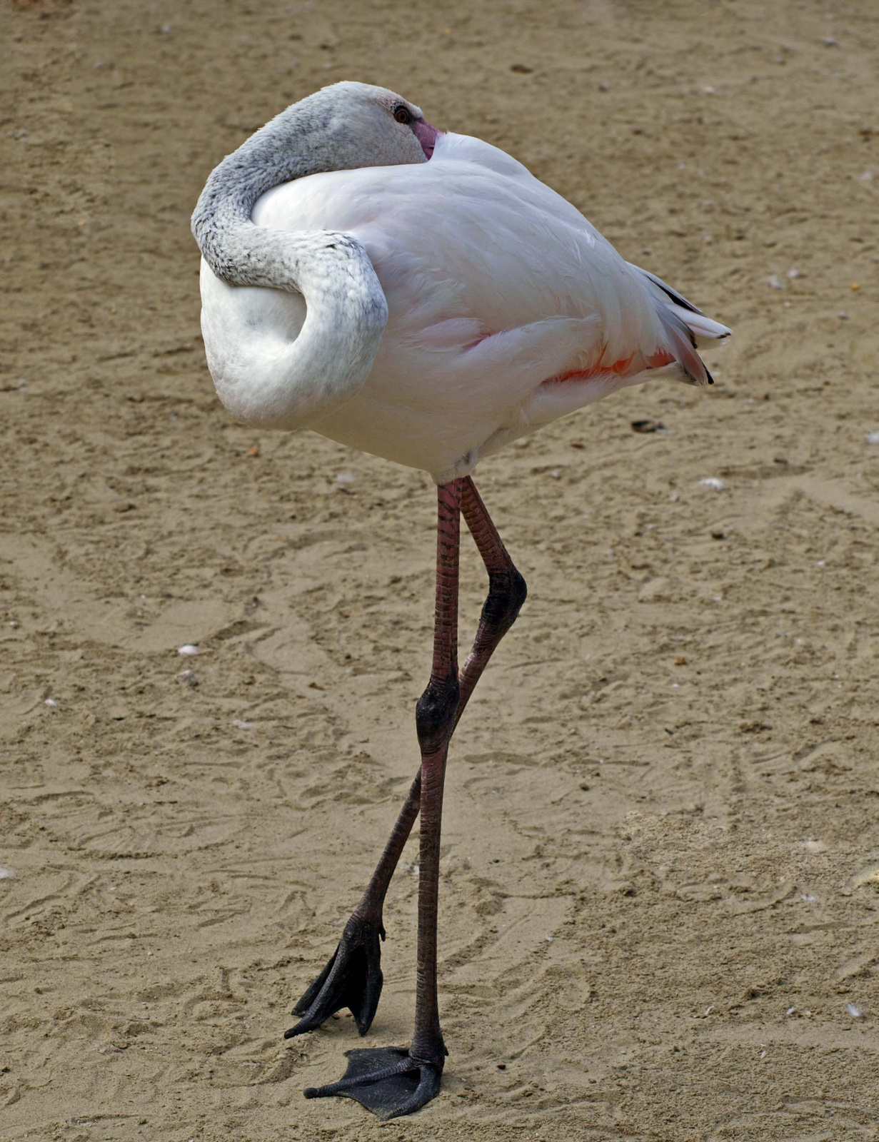 állva pihenő flamingó