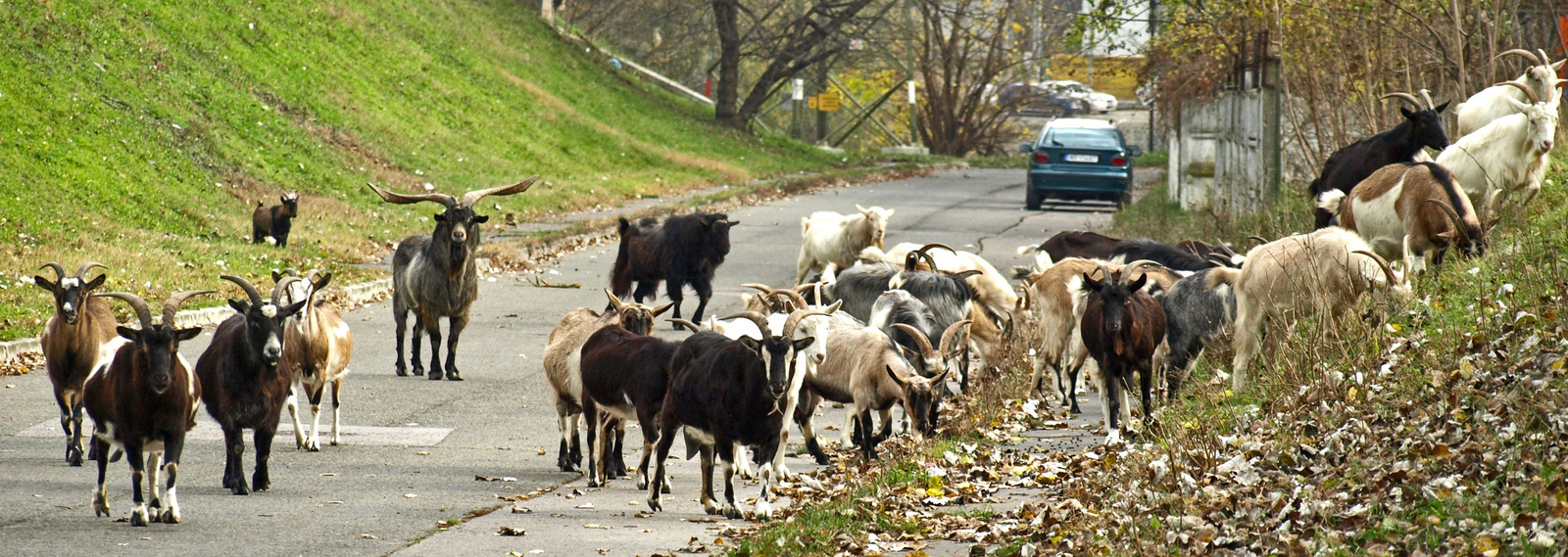 legelészők