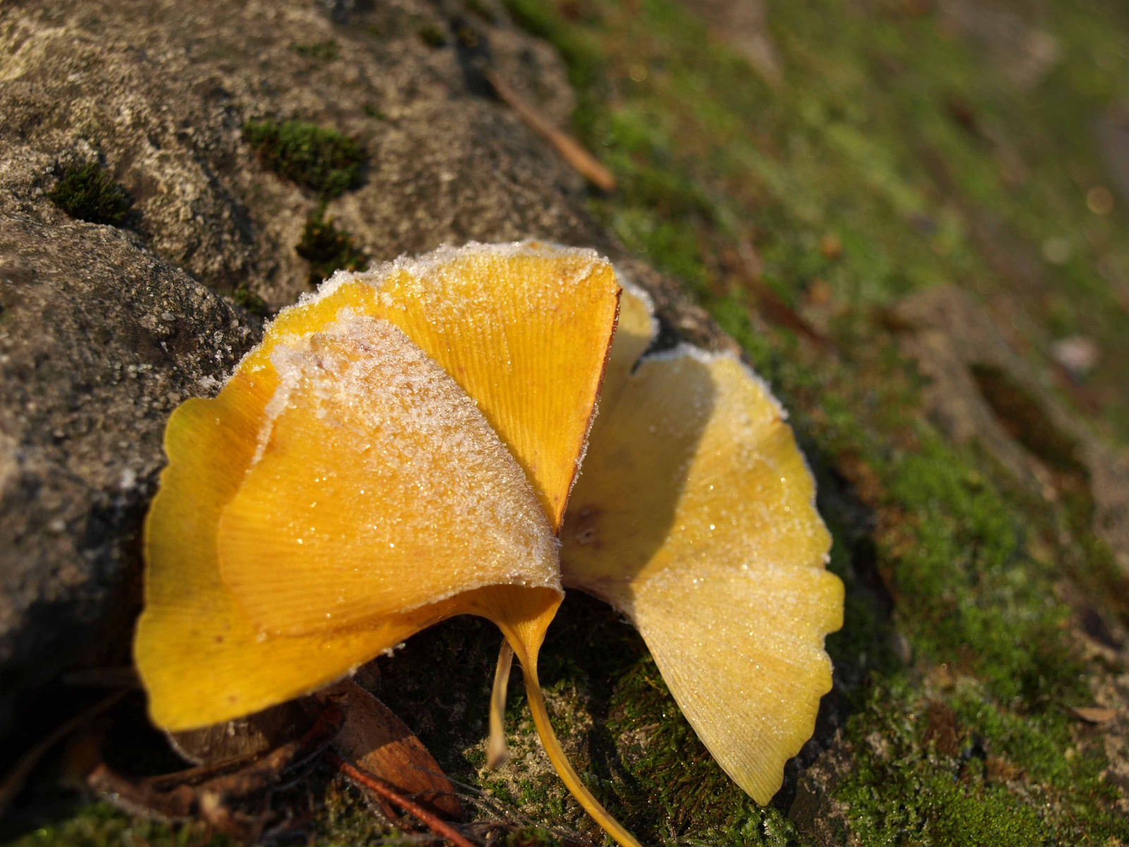 Ginko biloba