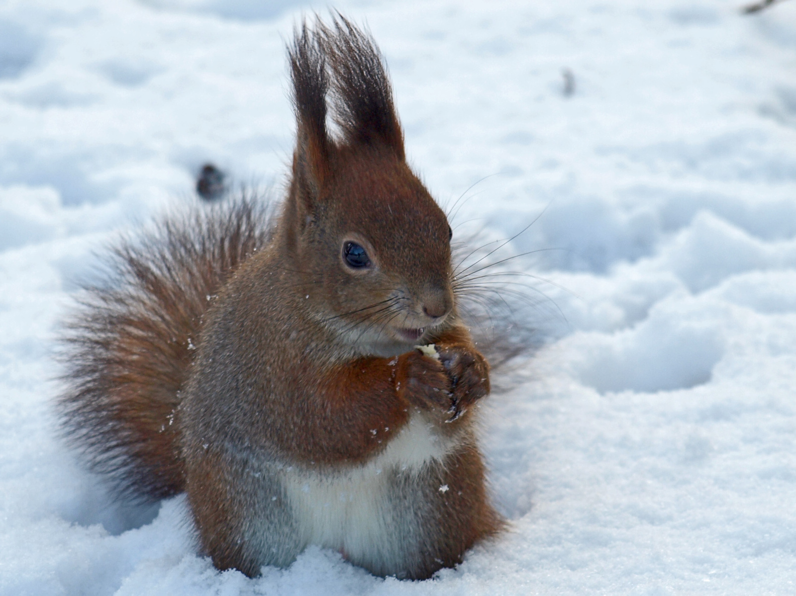 mókus a hóban