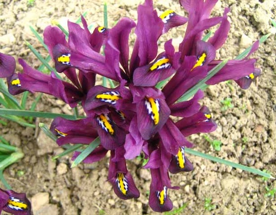 Törpe nőszirom, Iris reticulata