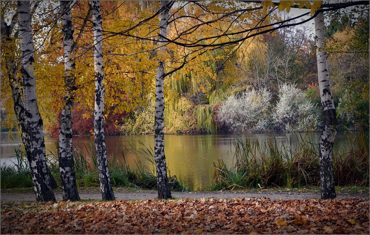 Nyírfák közt az ősz