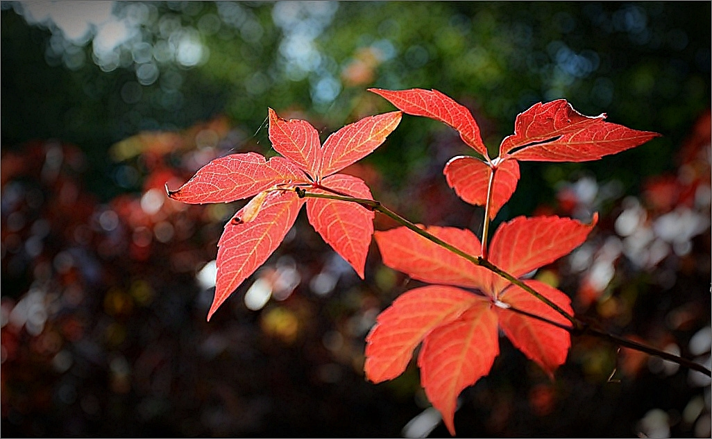 Pirosló ősz