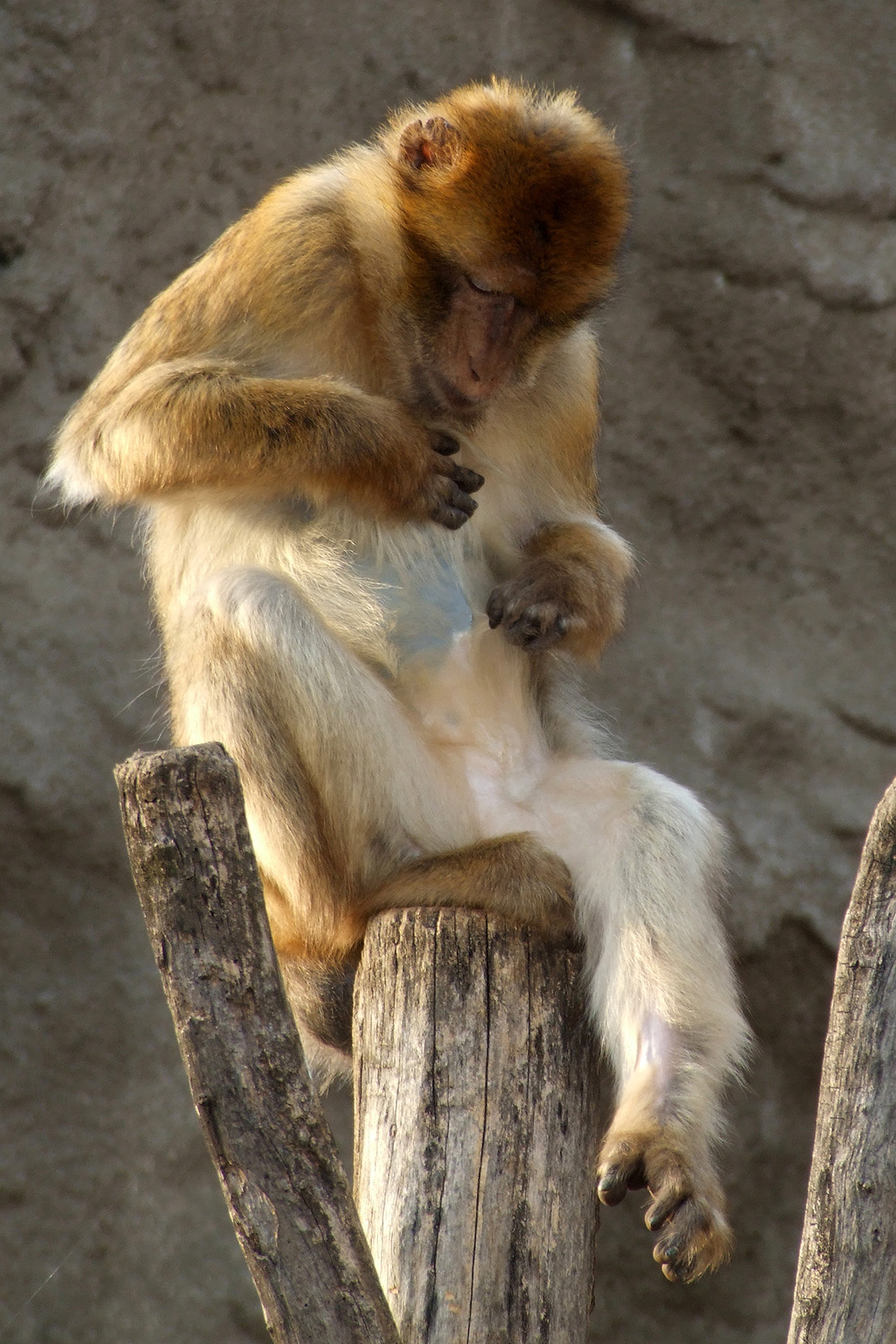 Berber makákó - Macaca sylvanus (DSCF4608)