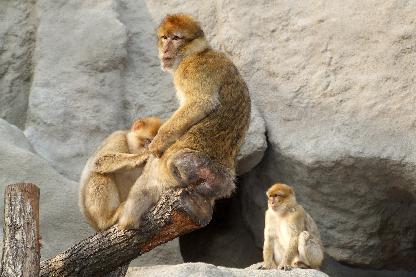 Berber makákó - Macaca sylvanus (DSCF4617)