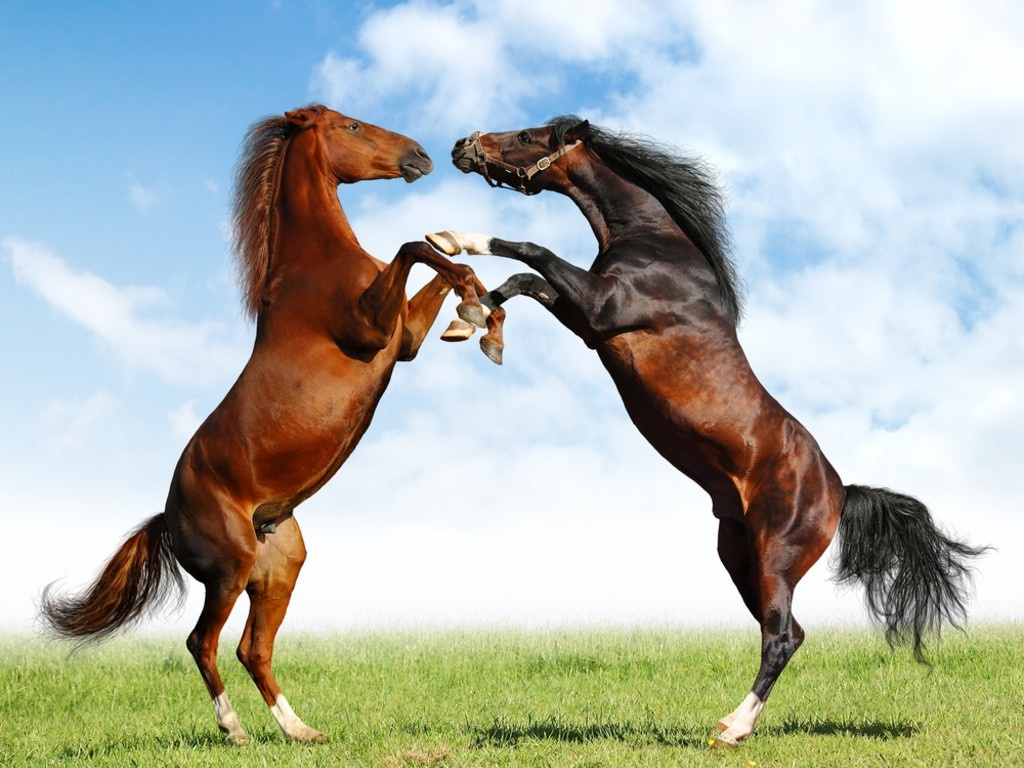 fight-of-horses