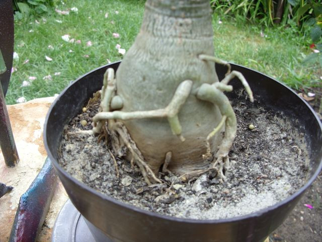 Adenium caudex