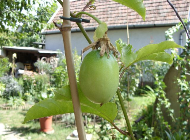 Passió gyümölcs