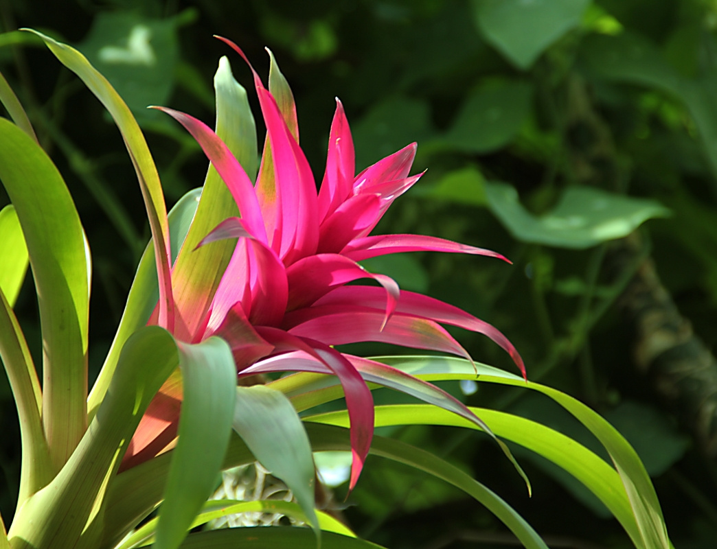 Bromelia