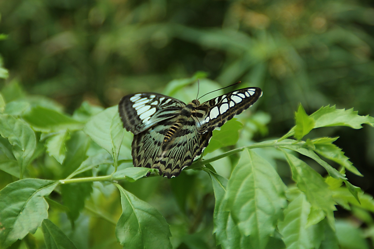 Lepke zoo