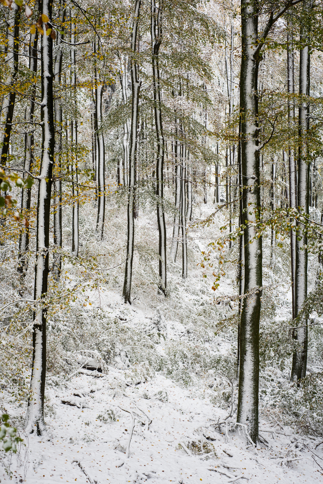 Forest In White