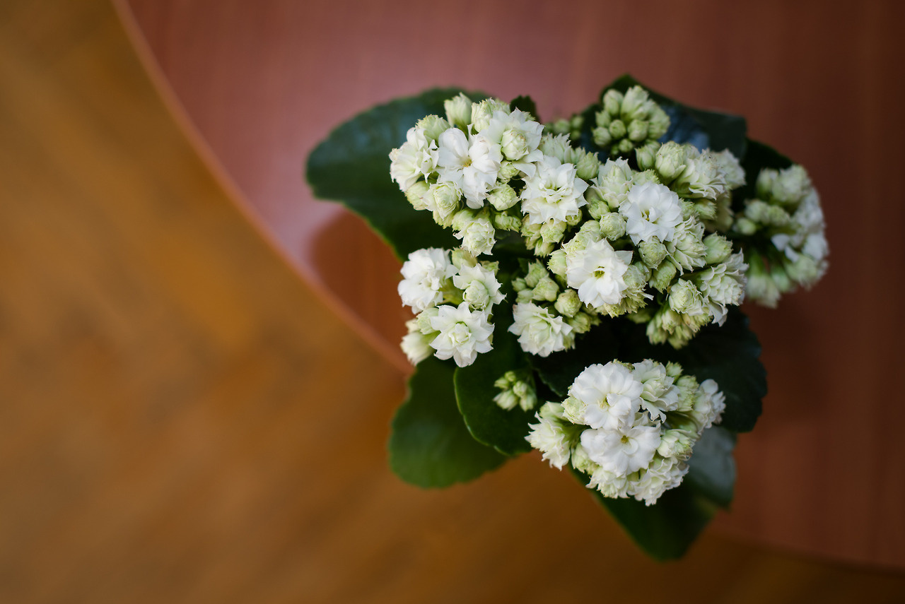 Kalanchoe Blossfeldiana