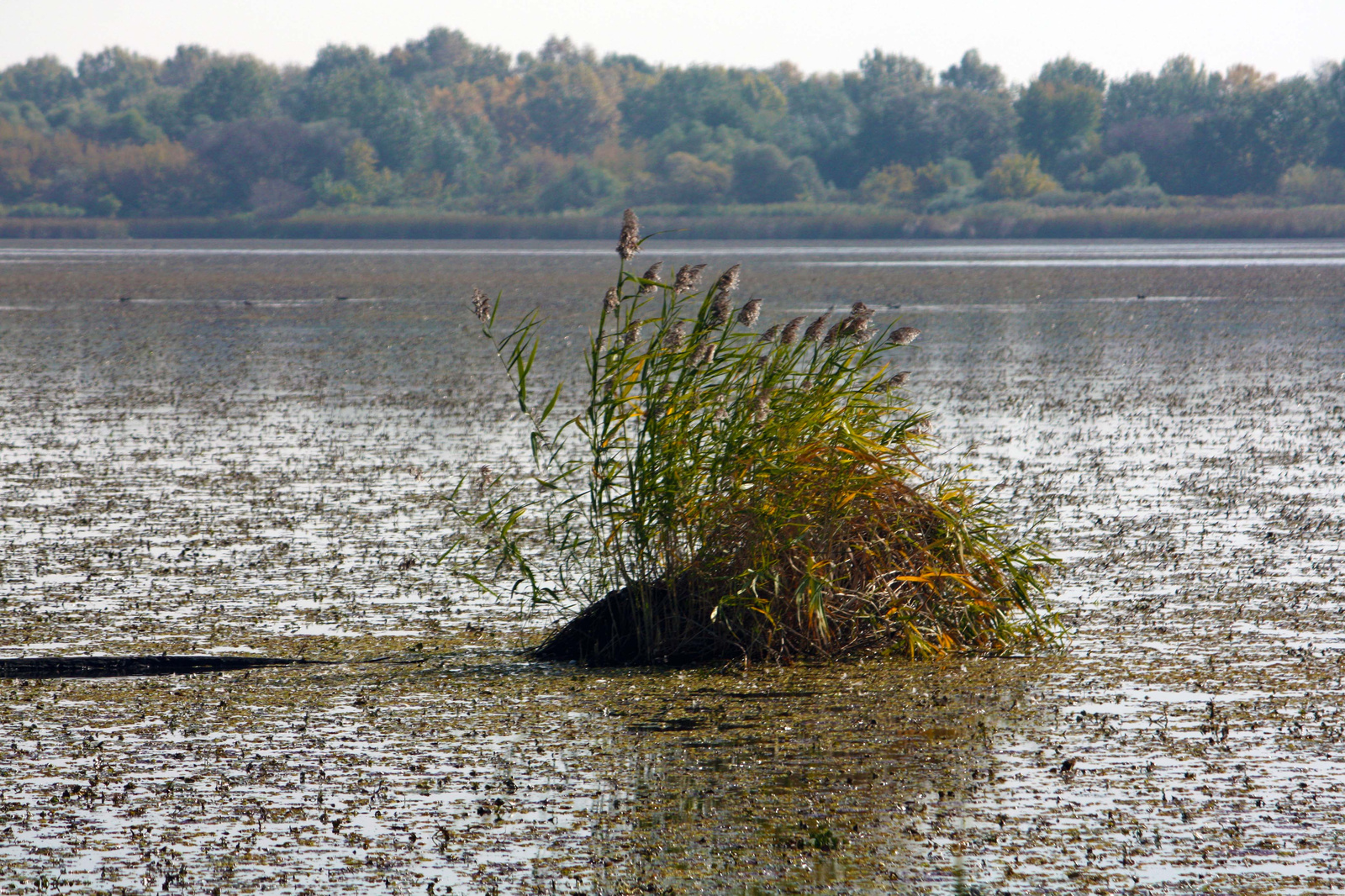 Nádbuga