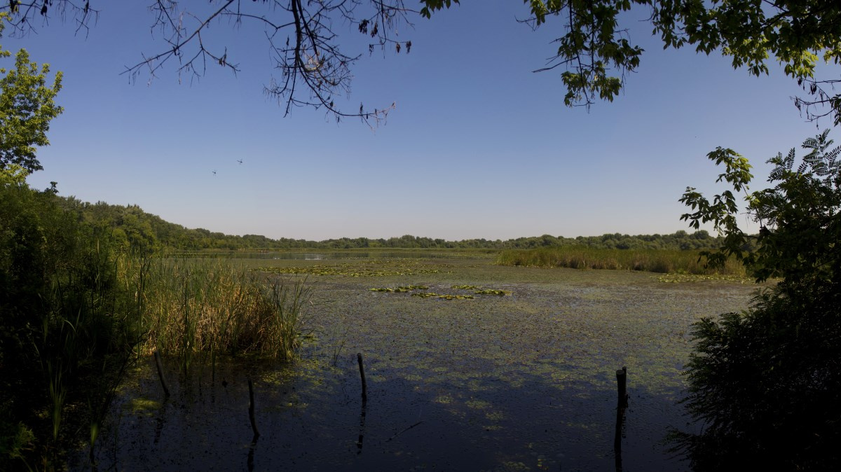 Tisza-tó panoráma 1