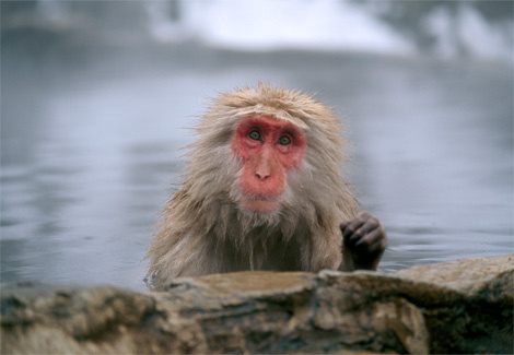 japanese-macaque-cobb-406529-ga