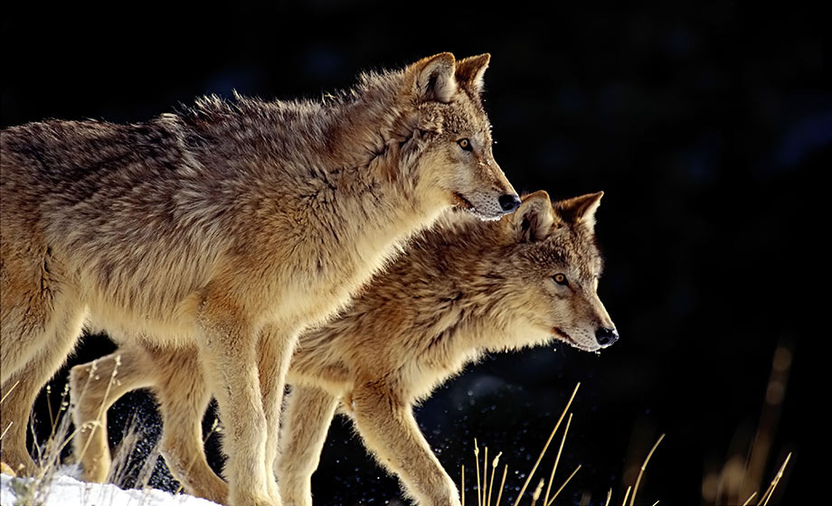 wolves