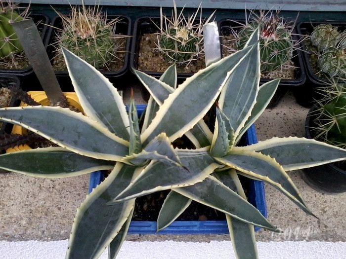 agave am