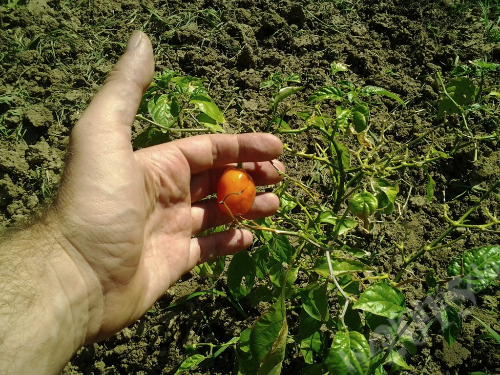 habanero orange mexikói népeledel, jégkár után