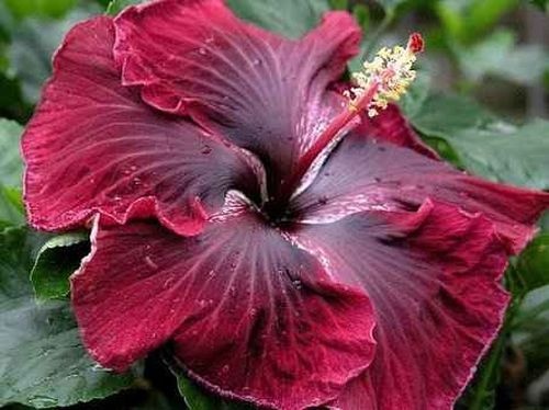 large hibiscus