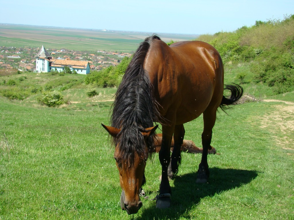 világosi seta 00007