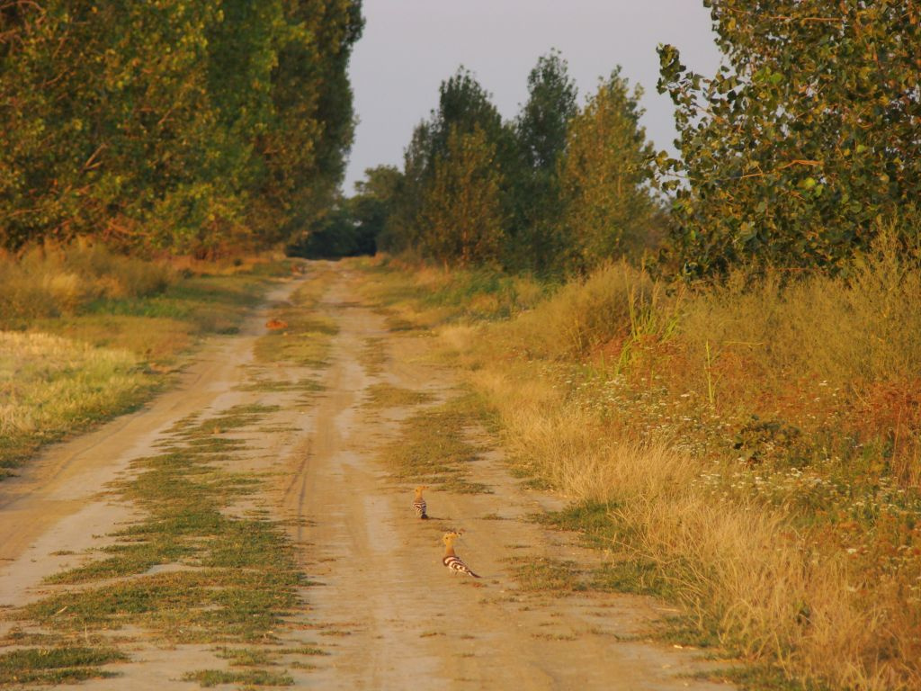 pofátlanok