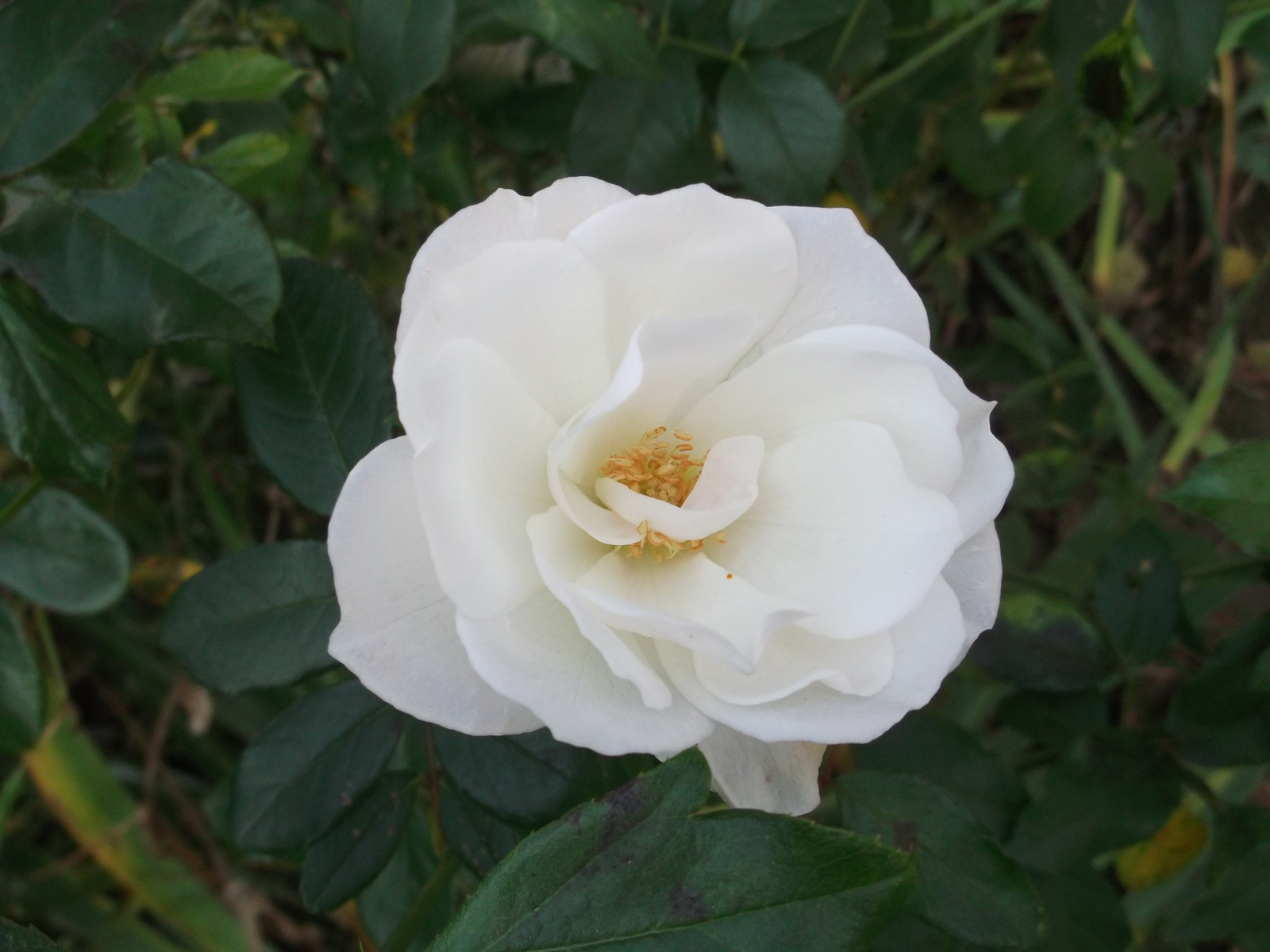 023-2013.10.14. Fehér rózsam