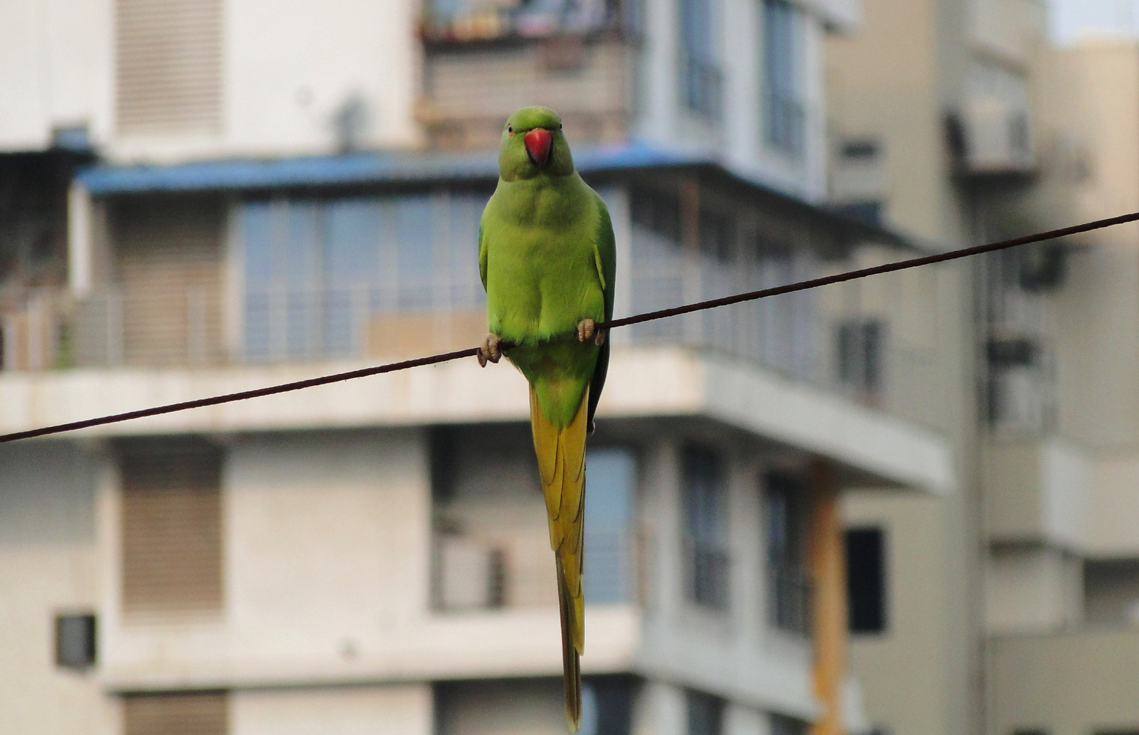 Nagy Sándor papagáj, Mumbai 2016. szept.