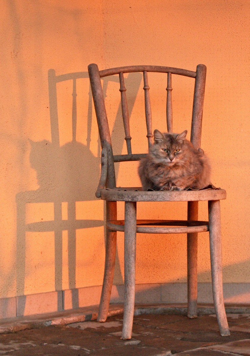 macska a széken